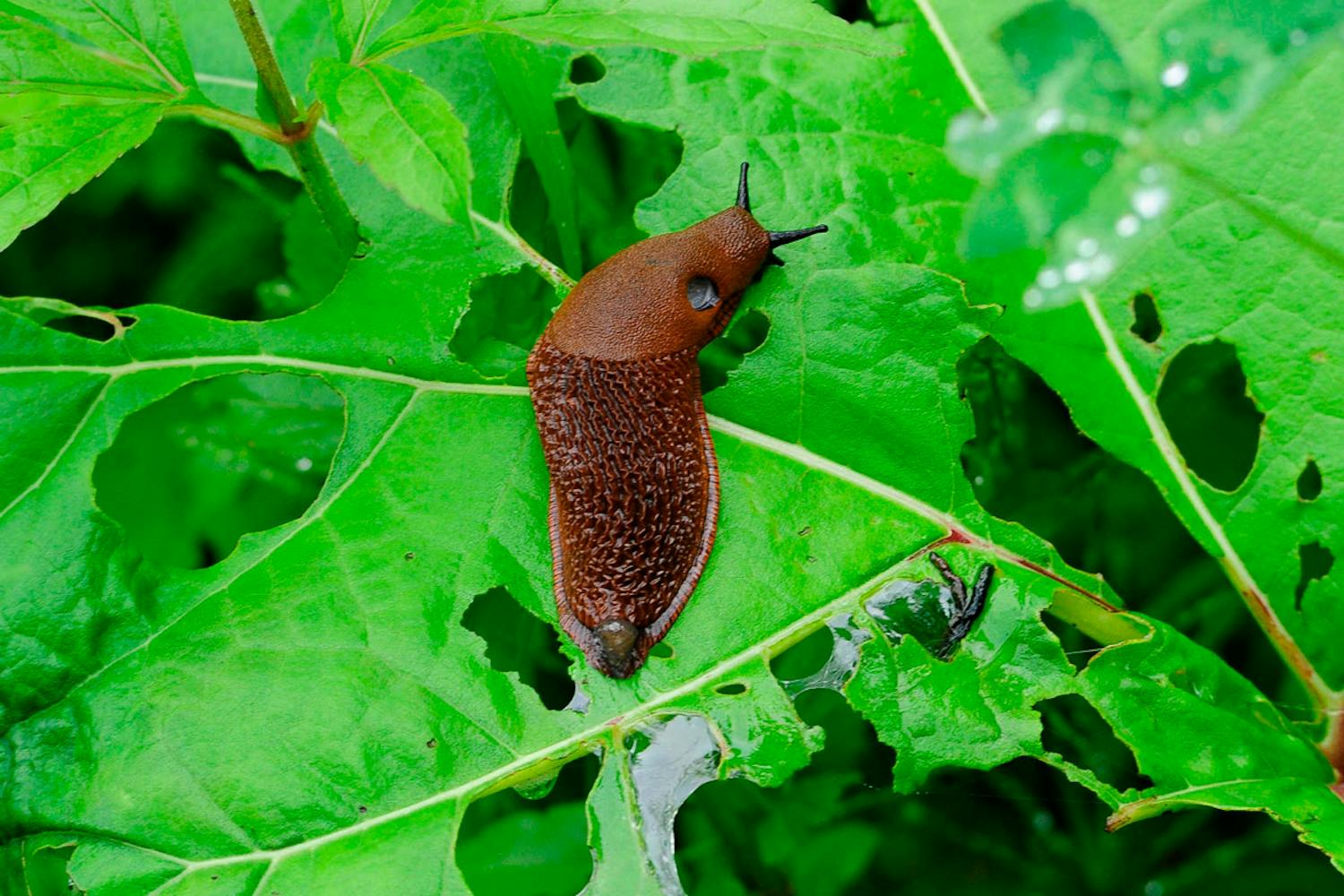 Näin torjut perennojen tuhoeläimiä Näin torjut perennojen tuhoeläimiä